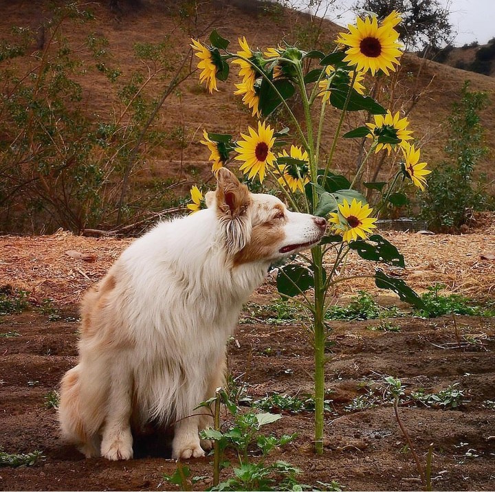 dog in the woods