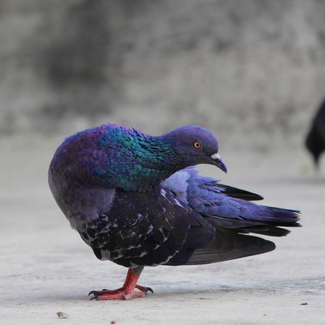 Eligant pose