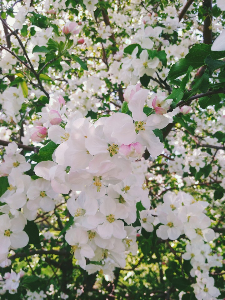 spring