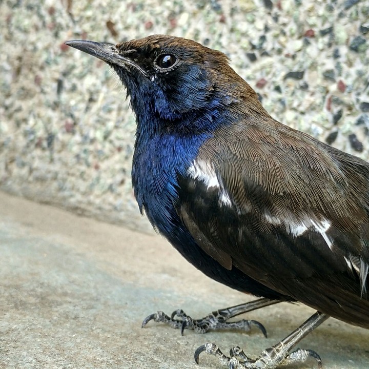 Sparrow