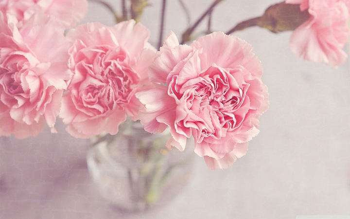 Pink carnation