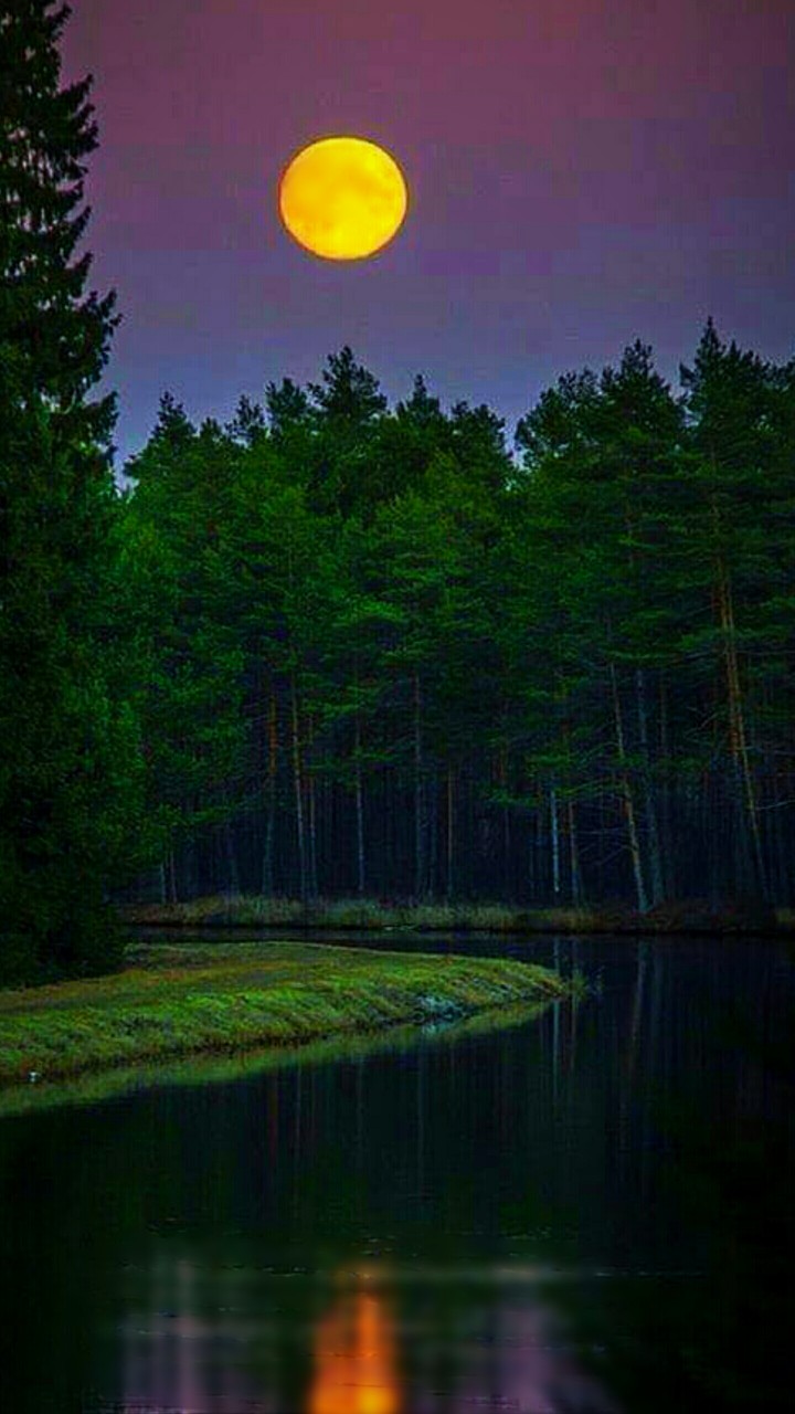 Луна над лесом