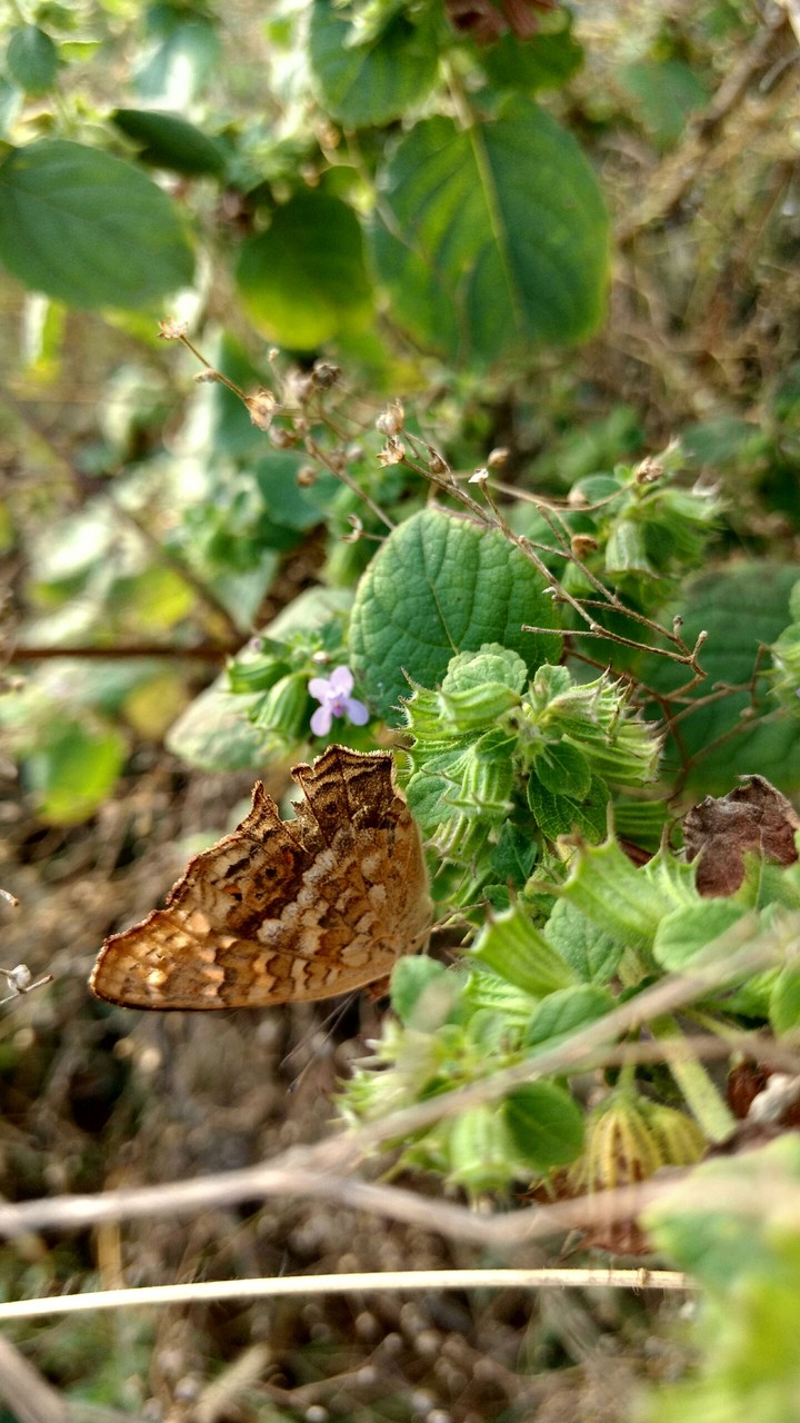 butterfly beauty