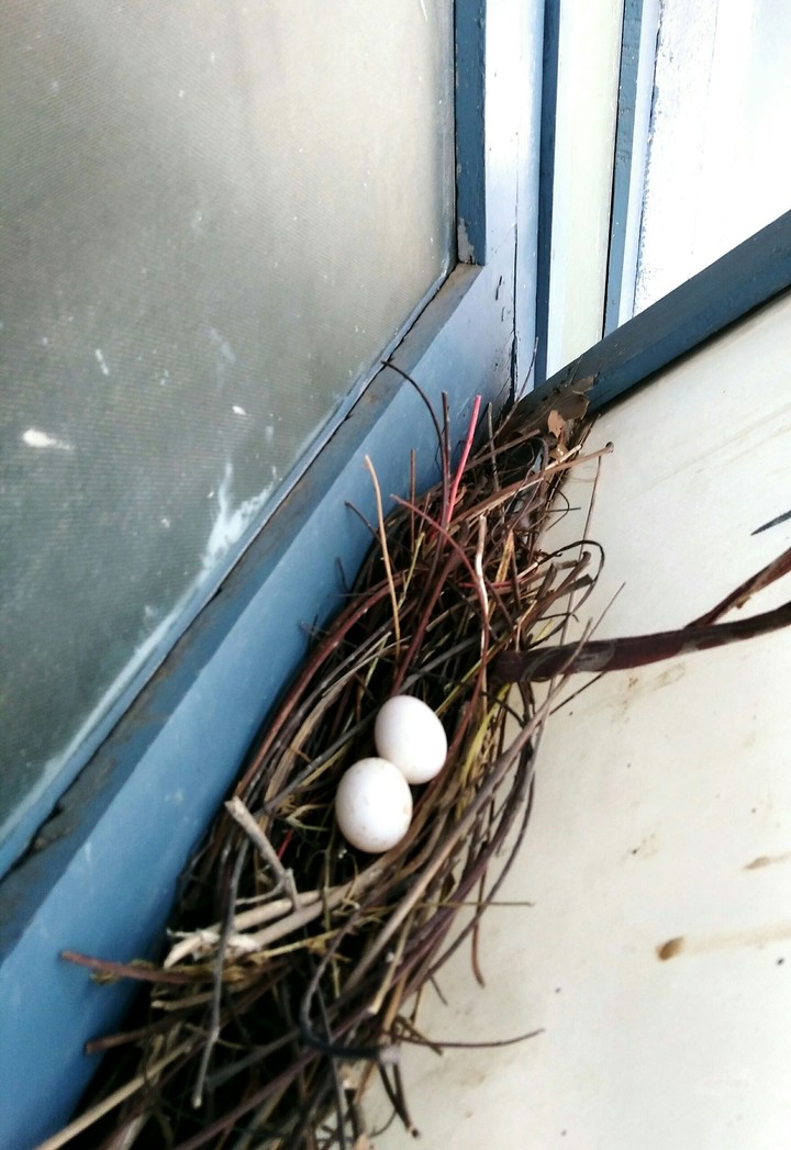 Pigeon's Nest