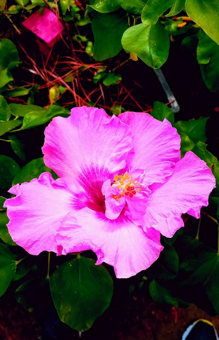 pink_beatyhibiscus