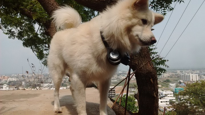 Hachiko
