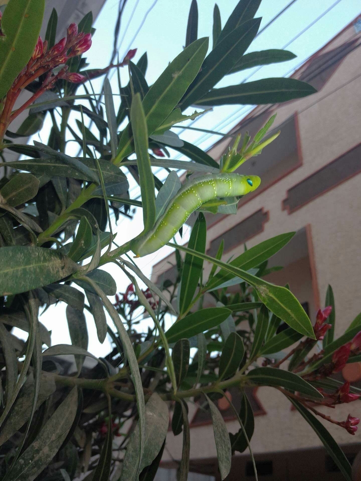 caterpillar