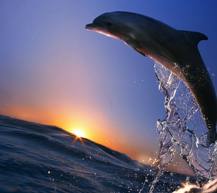 dolphin