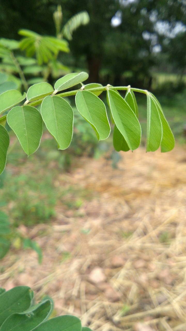leaf