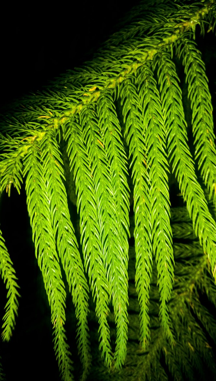 green leaves