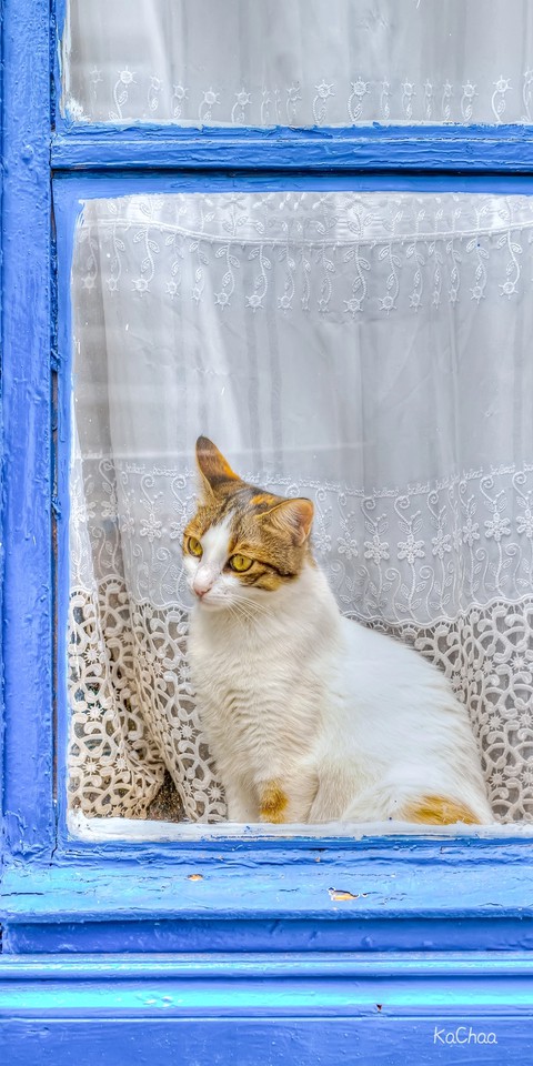 cat
