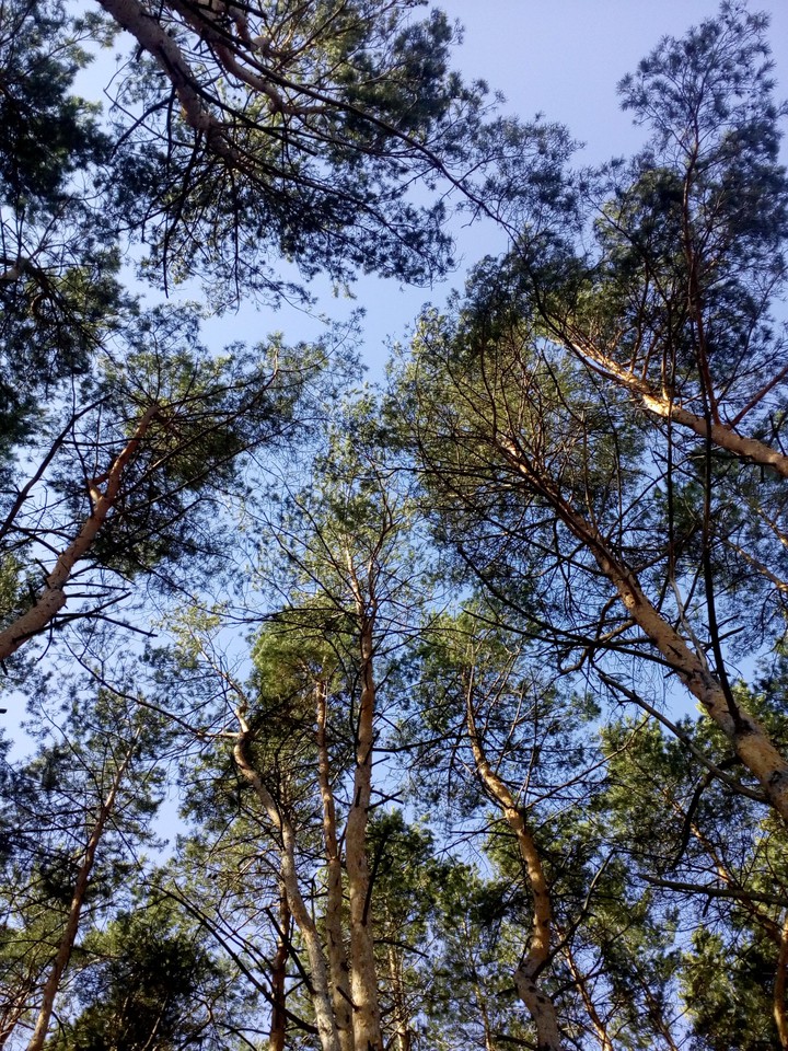 trees