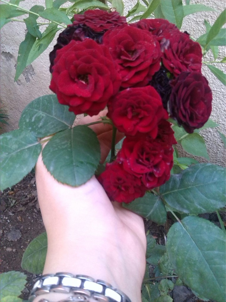 roz garden