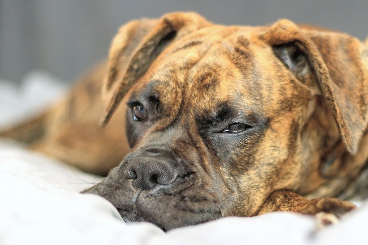 Ares... my little Boxer...