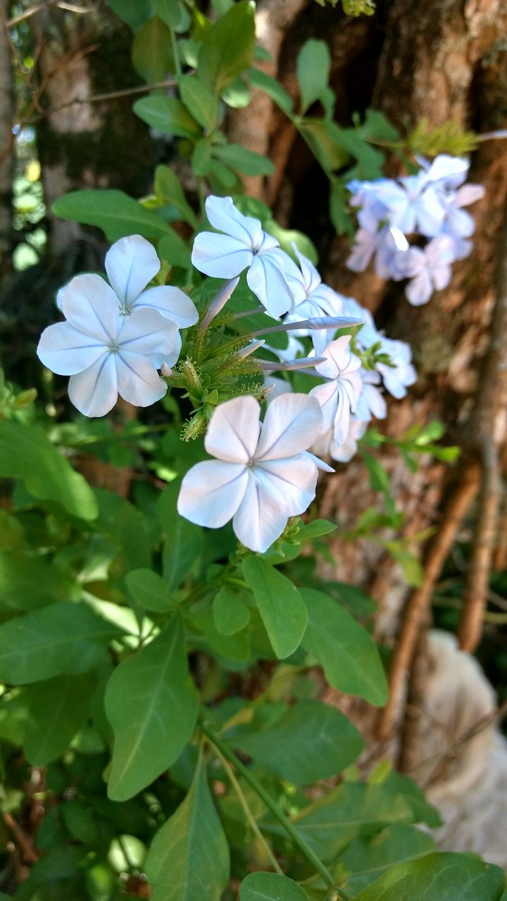 flores azuis