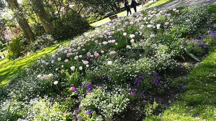 fleurs