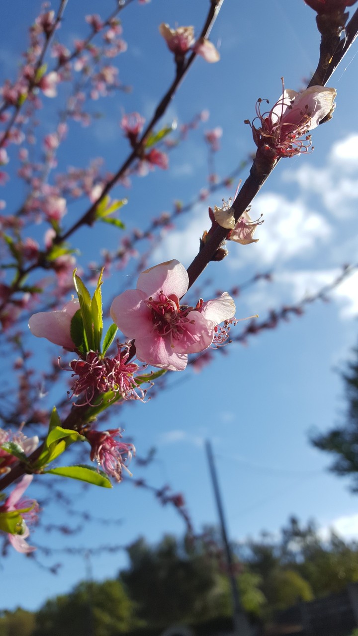 Spring