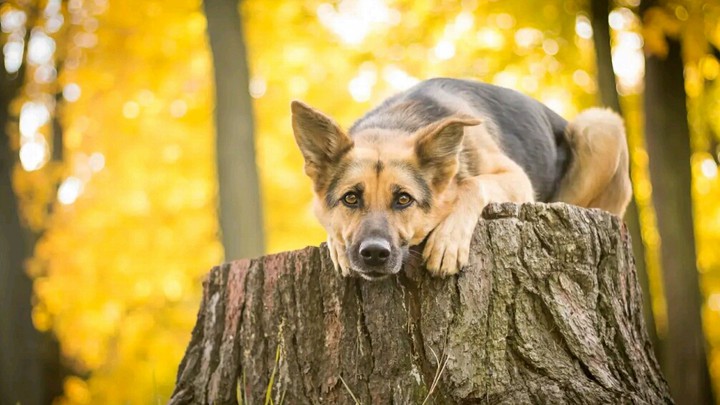 German Shepherd. Немецкая овчарка