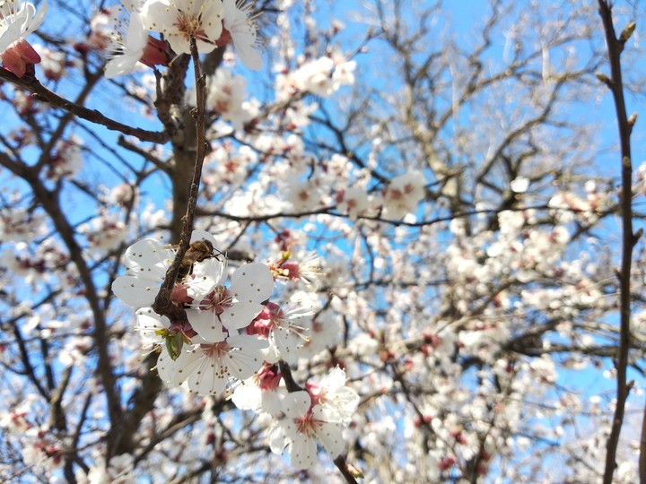 flowering plum
