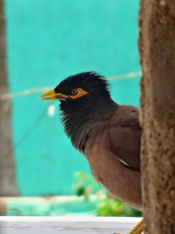 The Bird
