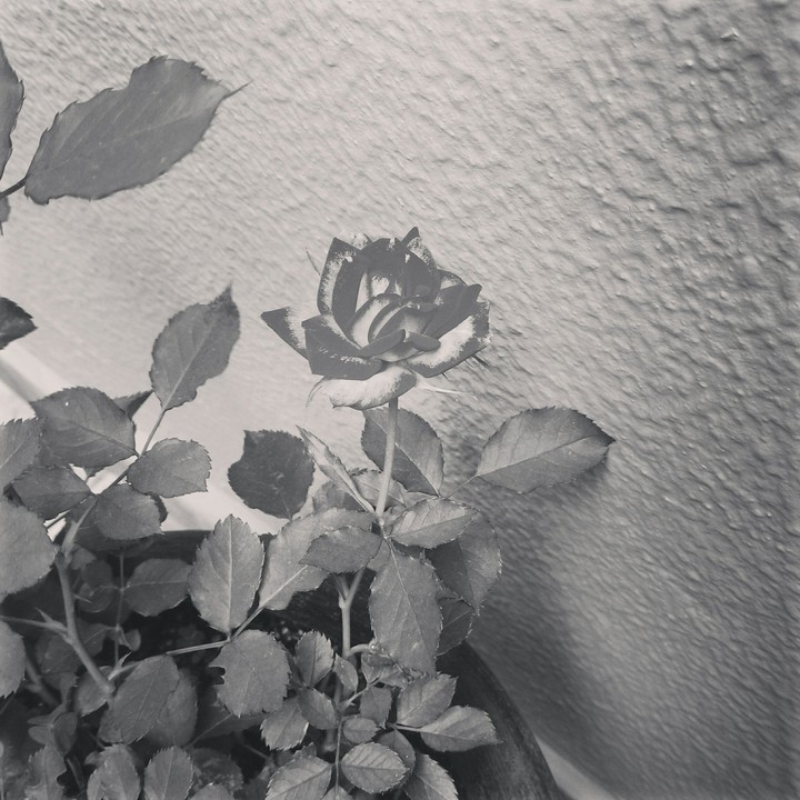 black and white