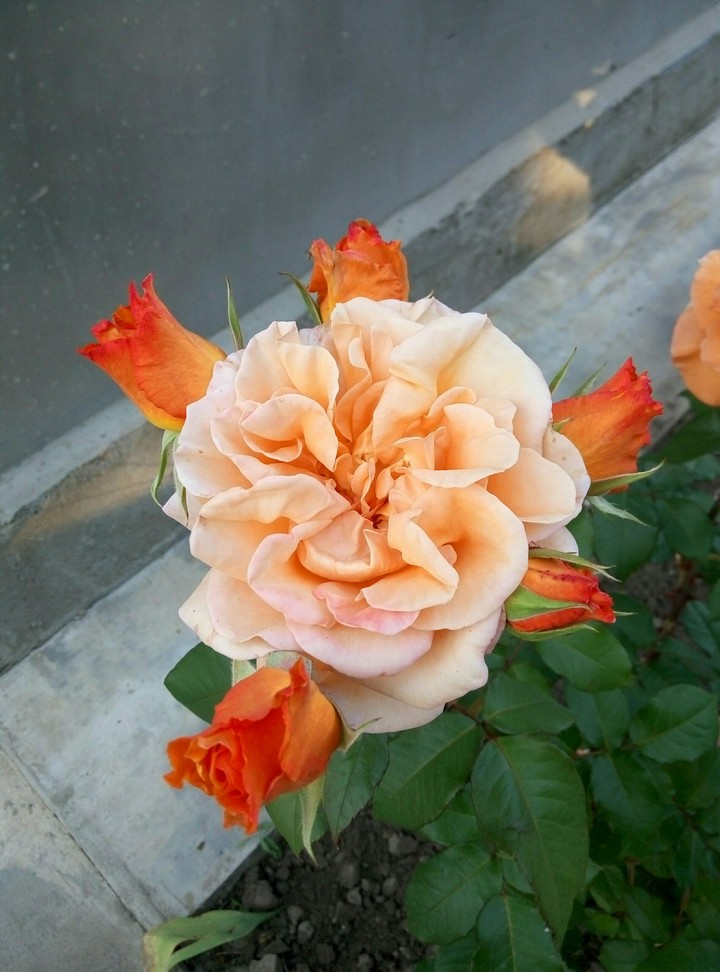 Interesting flower