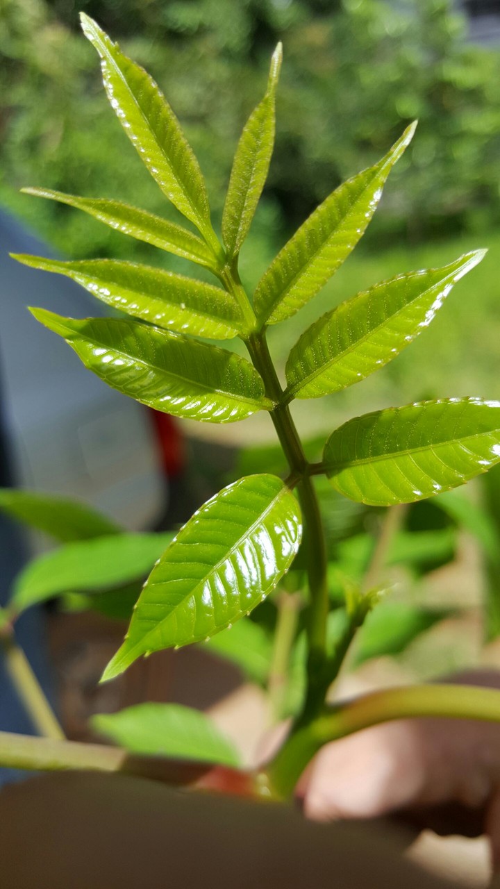 Tendering Leaves