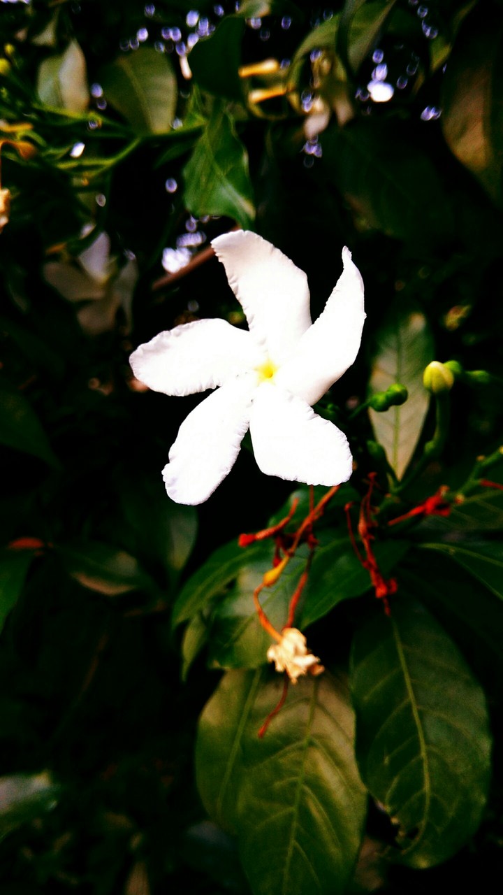 EverGreen Flowers