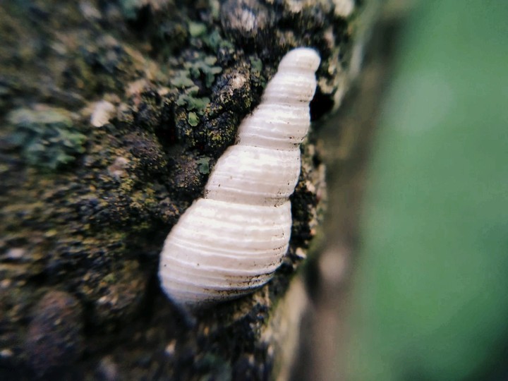 seashell