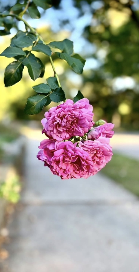 Rose
