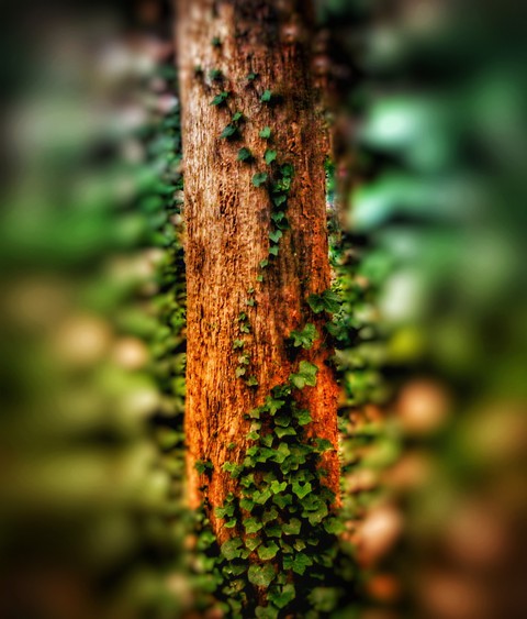 creepers on teak