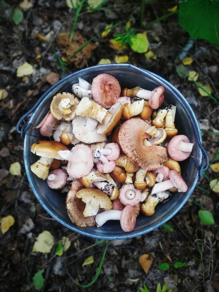 mushrooms