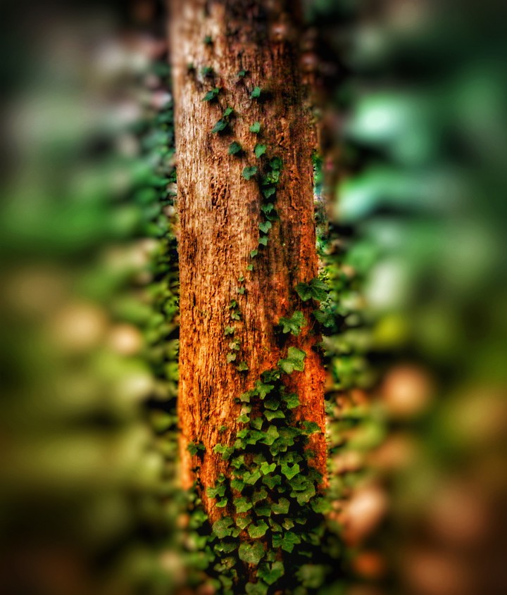 creepers on teak