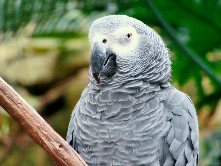 parrot
