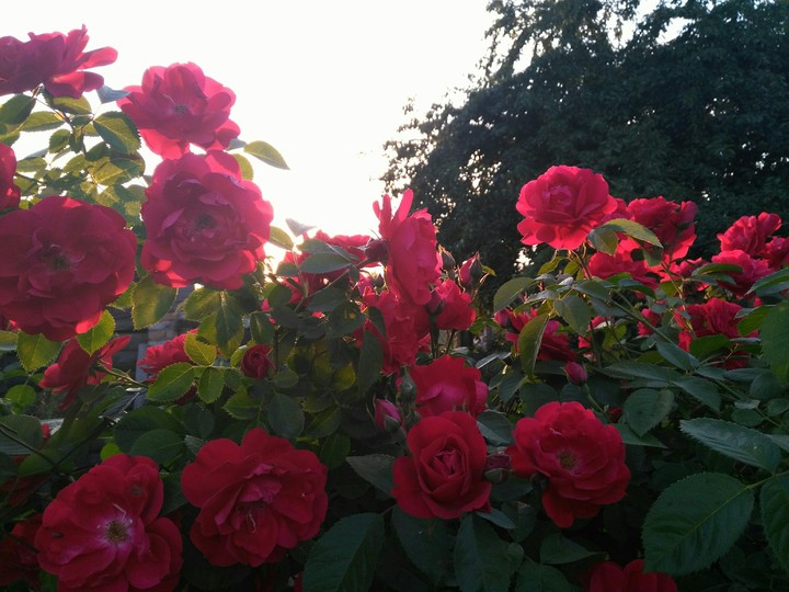 rose
