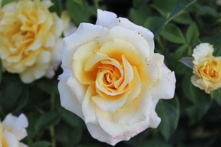 Rose