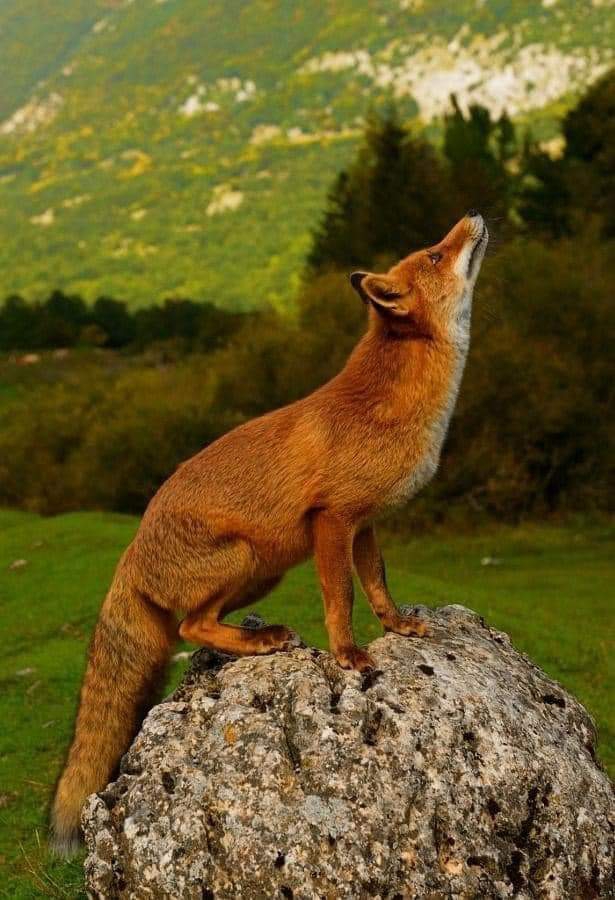 Fox