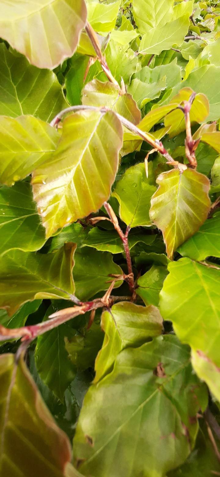 leafs
