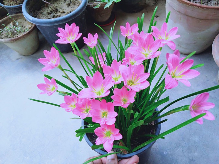rain lily