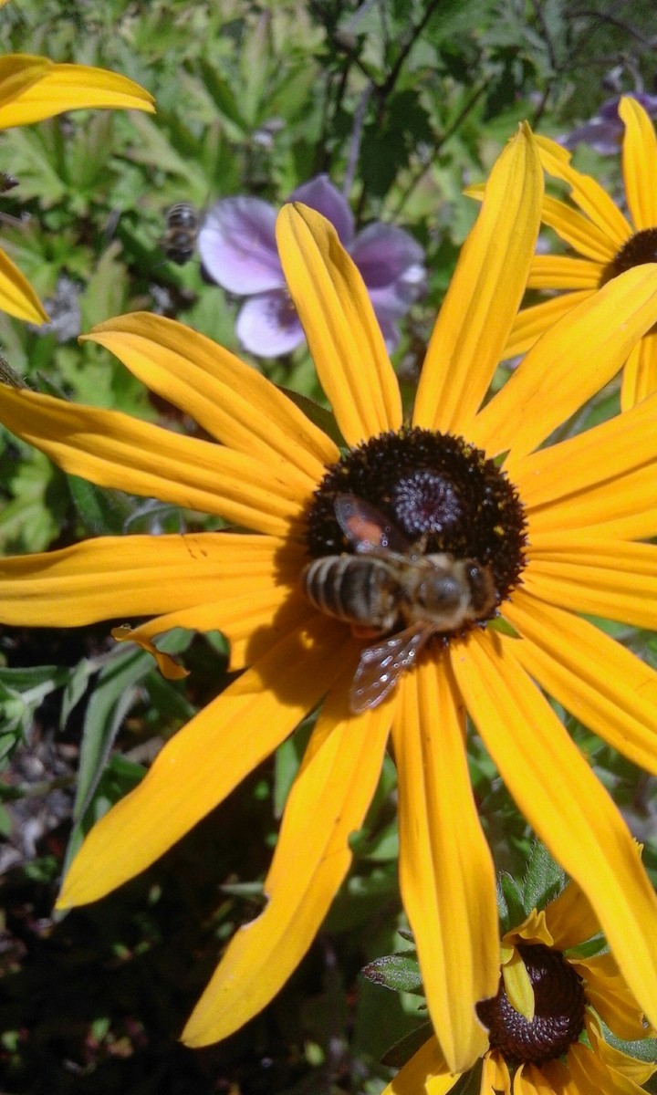 Sommerhonigbienchen