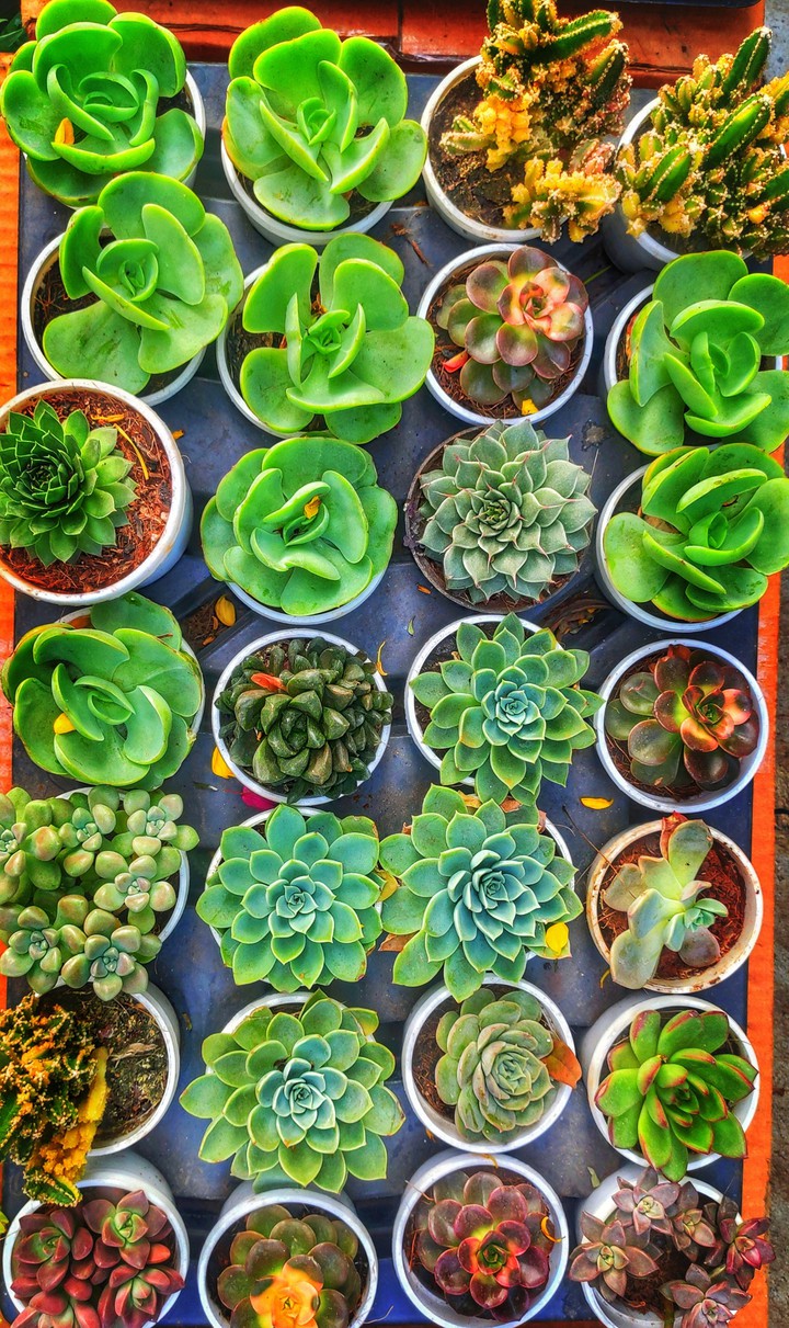 Little JoY : Part 1