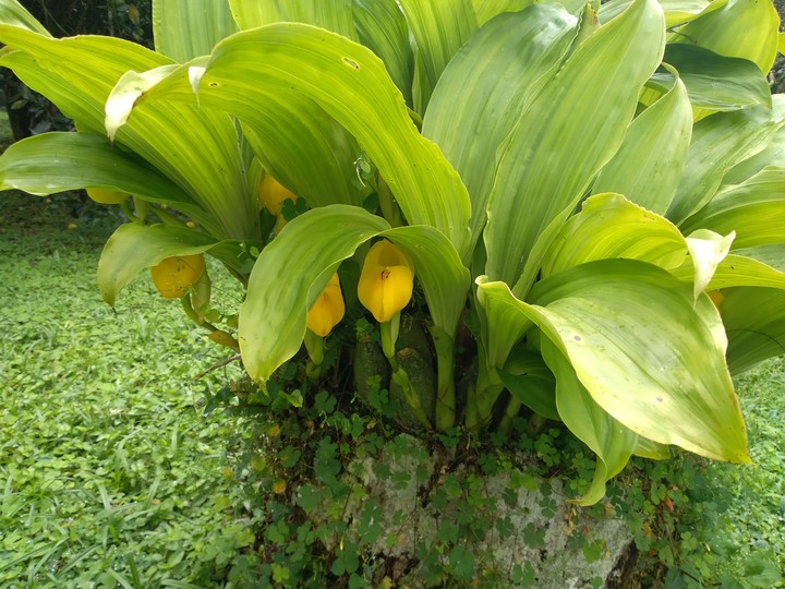 cuna de venus