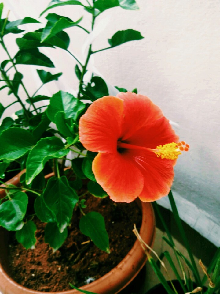 Hibiscus