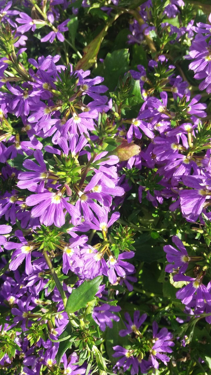 Violet sun