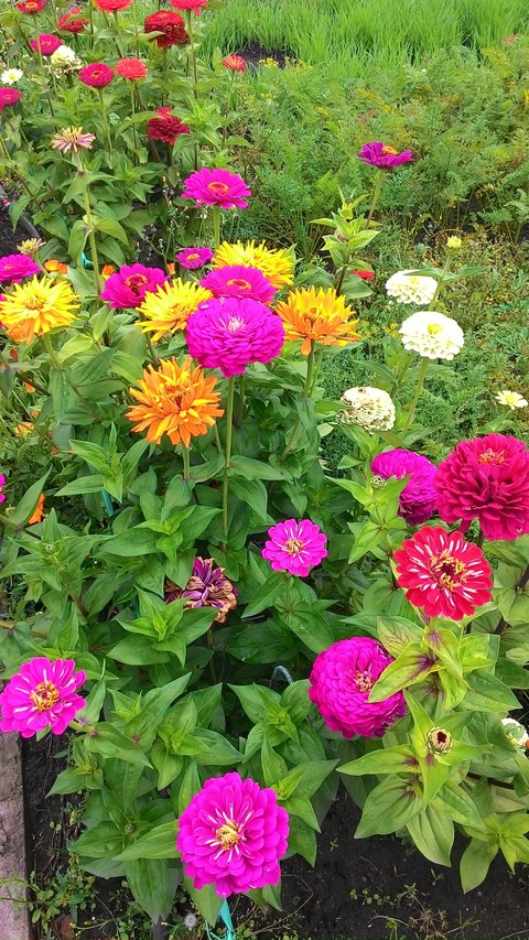 sfondi shrub, aster