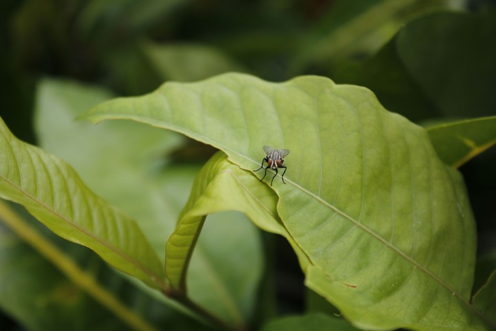 Mosca