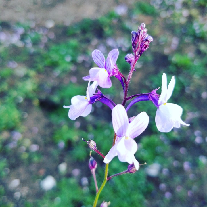 fleur