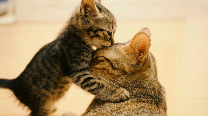 The cat and kitty both are kissing