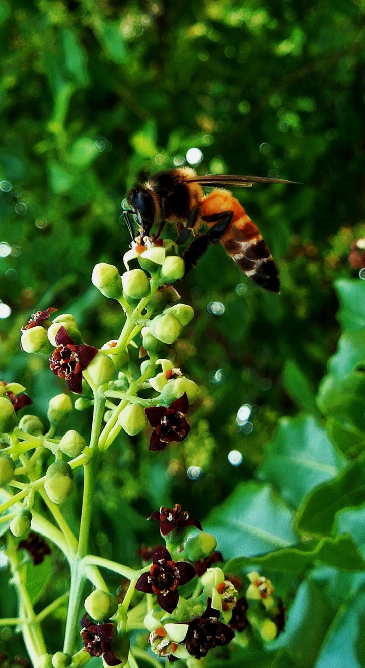 queen bee ?
