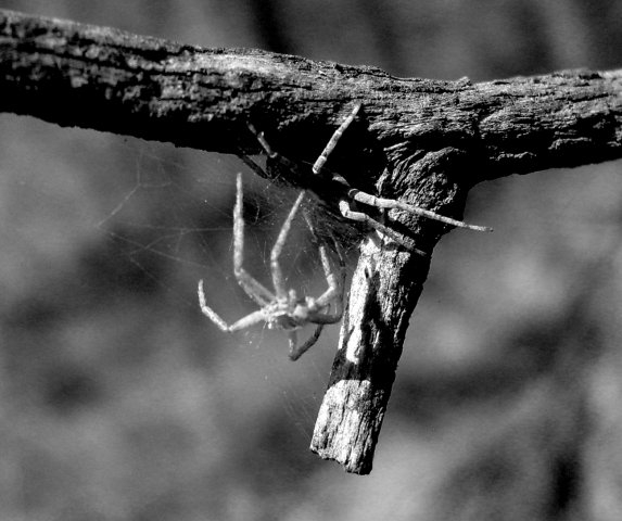 spider
